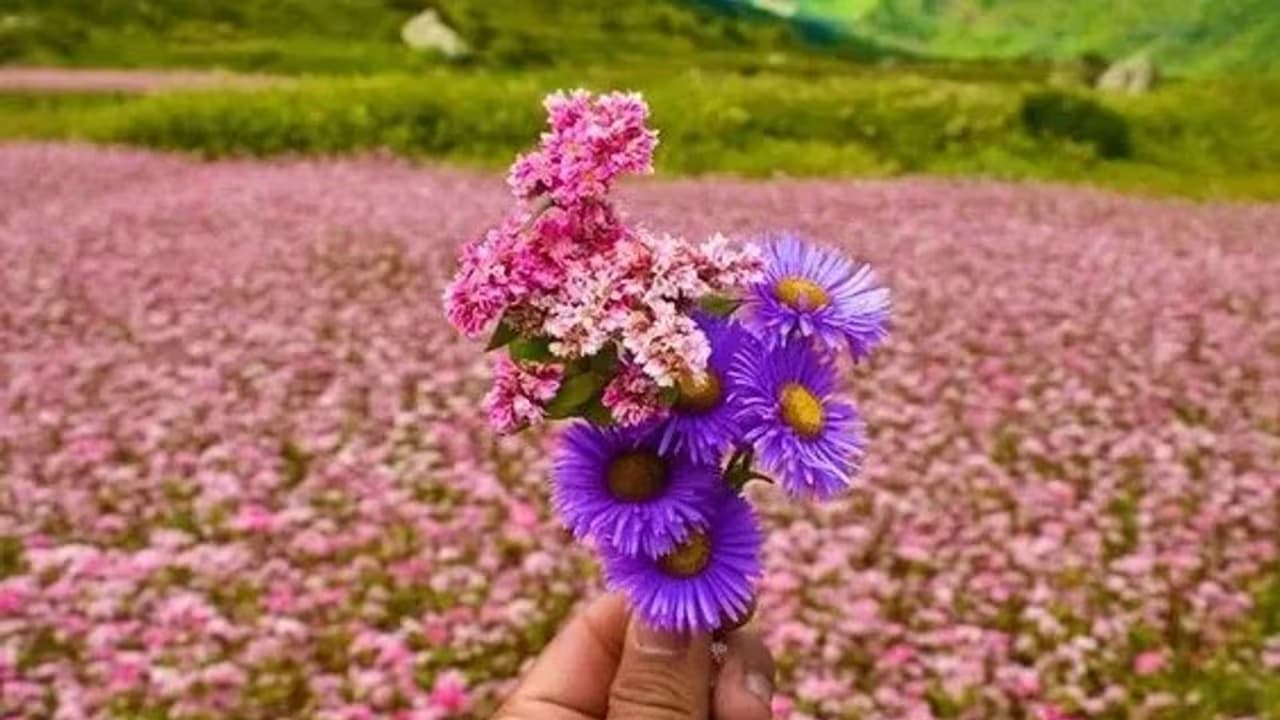 Valley of Flowers Trek